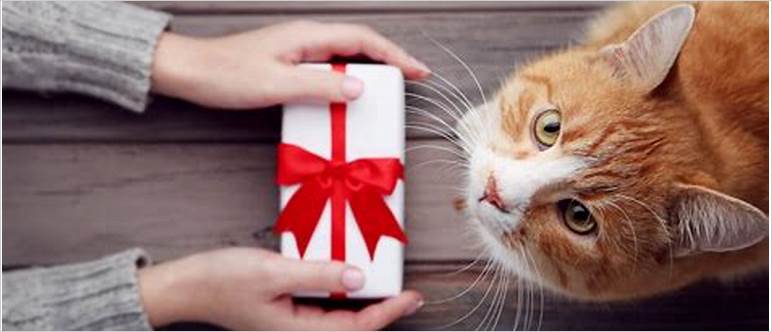 Best cat gifts